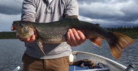 Sommarfiske